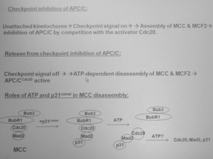 Release of APC/C from checkpoint inhibition
