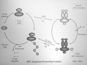 The role of APC/C in ubiquitylation and degradation of cyclins